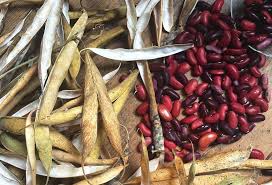Methods of Harvesting Dry Beans