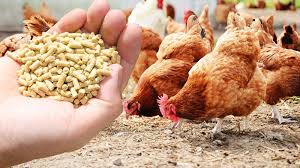 Poultry Feed Mill and Formulation of Rations
