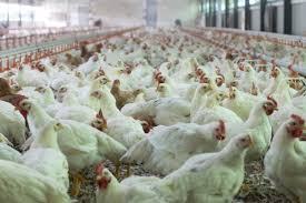 How to Control and Prevent Disease Outbreak on your Poultry Farms