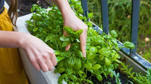 Basil (Ocimum Basilicum): Importance and Health Benefits