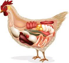 Ten Commandments of Poultry Health