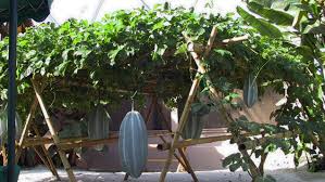 Fluted Pumpkin Leaf Farming (Telfairia occidentalis): Complete Growing Guide for High Yields