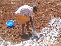 Liming of Soils and Causes of Soil Acidity