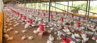 Proper Method of Housing Poultry Chicks