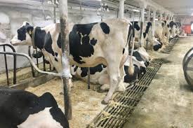 Best Systems of Cattle Production