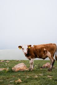 Principles of Animal Immunity in Farm Livestock Principles of Animal Immunity in Farm Livestock