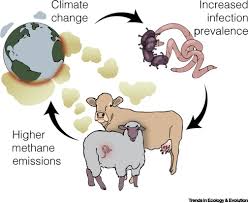 General Classification of Livestock Diseases and Methods of Transmission in Animal Production