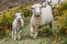 General Classification of Livestock Diseases and Methods of Transmission in Animal Production General Classification of Livestock Diseases and Methods of Transmission in Animal Production