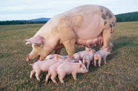 General Classification of Livestock Diseases and Methods of Transmission in Animal Production General Classification of Livestock Diseases and Methods of Transmission in Animal Production