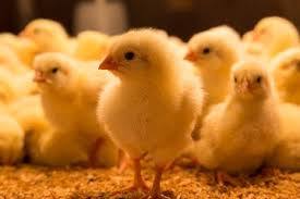 How to Handle the Arrival of Day Old Chicks (D.O.C)