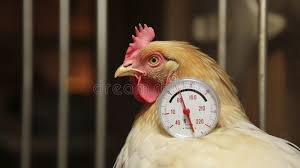 Thermometer and it's Uses in Poultry Farming