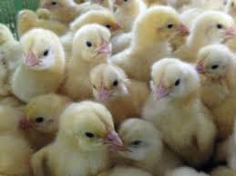 Management of Day Old Chicks (D.O.C) till 6th Week