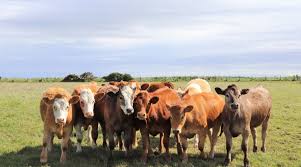 Strategies for Improving Cattle Production