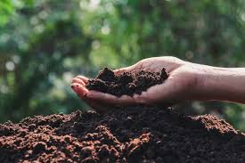 Best Sources of Fertilizers for Plants