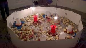 Brooder Guards and It's Uses in Poultry Farming