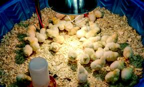 Preparing a Brooder House and Rearing of Chicks
