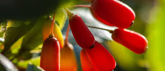 Berberine: Importance and Health Benefits