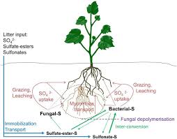 Sulphur Content of Soils, Forms and Functions of Sulphur in Plants Sulphur Content of Soils, Forms and Functions of Sulphur in Plants