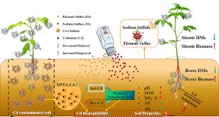 Sulphur Content of Soils, Forms and Functions of Sulphur in Plants Sulphur Content of Soils, Forms and Functions of Sulphur in Plants