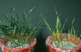 Sulphur Content of Soils, Forms and Functions of Sulphur in Plants