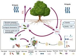 Nitrogen Content of Soils and Factors Affecting Soil Nitrogen Nitrogen Content of Soils and Factors Affecting Soil Nitrogen
