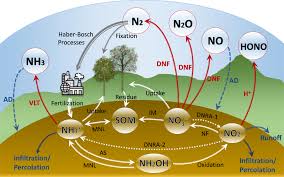 Nitrogen Content of Soils and Factors Affecting Soil Nitrogen