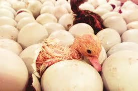 How to Hatch Fertile Eggs into Day Old Chicks (D.O.C)
