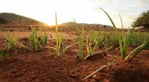 Causes of Loss of Soil Nutrient in Intensive Agriculture and Control Measures