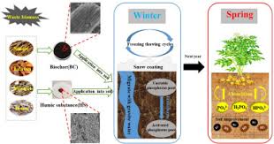 Phosphorus Content of Soils and Factors Influencing Phosphorus Availability in the Soil