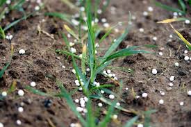 Phosphorus Content of Soils and Factors Influencing Phosphorus Availability in the Soil Phosphorus Content of Soils and Factors Influencing Phosphorus Availability in the Soil