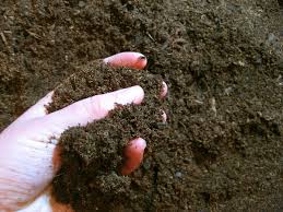 Phosphorus Content of Soils and Factors Influencing Phosphorus Availability in the Soil Phosphorus Content of Soils and Factors Influencing Phosphorus Availability in the Soil