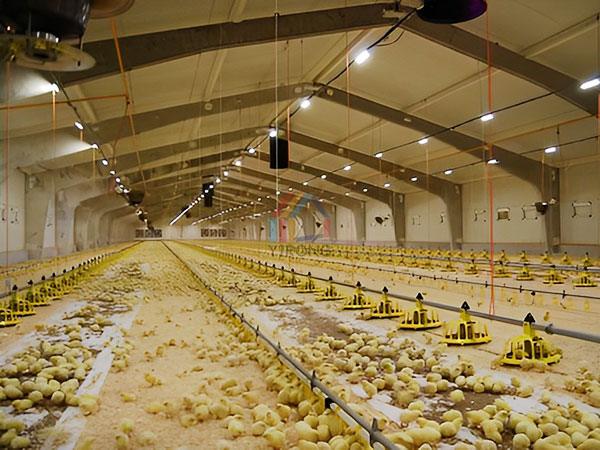 Considerations in Constructing a Poultry House