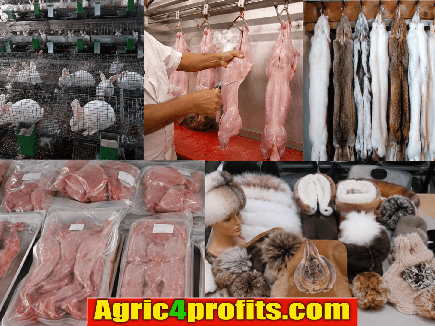 Rabbit Processing Setup Processing and Handling of Rabbit Products - Agric4Profits
