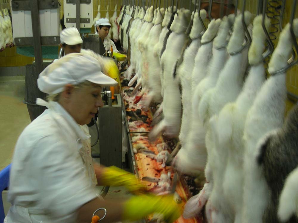 Hopper Popper Rabbit Processing Processing and Handling of Rabbit Products - Agric4Profits