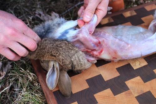 Rabbit Processing Setup Processing and Handling of Rabbit Products - Agric4Profits