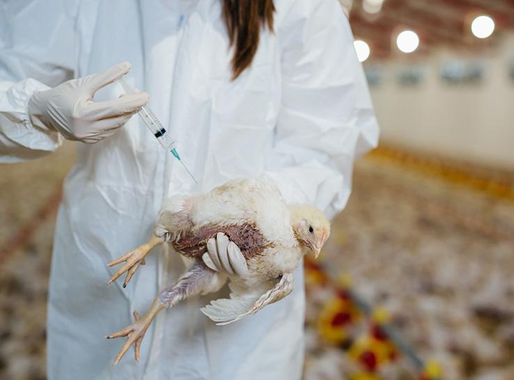 Vaccination Program for Pullet and Layer Chickens: Types, Procedures, and Handling Guide