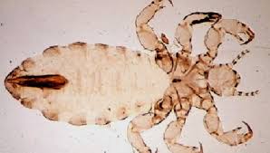 Poultry External Parasites and Control Measures