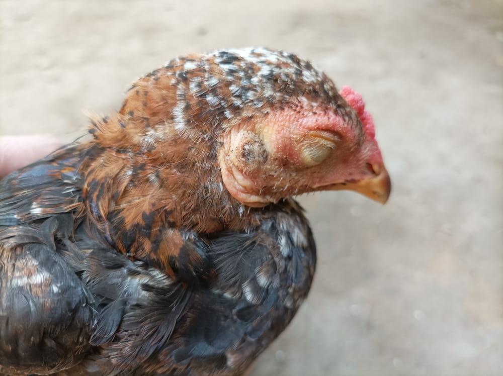 Coccidiosis Disease in Poultry Farming and How to Tackle It
