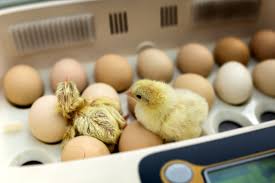How to Hatch Fertile Eggs into Day Old Chicks (D.O.C): Hatchery Procedures Explained