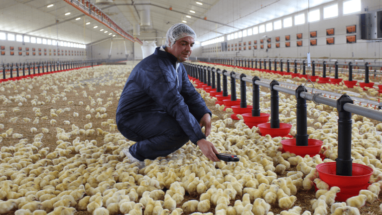Vaccination Program for Broiler Chickens: A Complete Guide