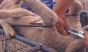Guide to Castration in Sheep and Goats
