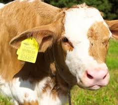 Guide to Animal Identification Methods