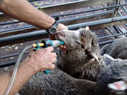 Best Methods of Drenching (Deworming) of Animals