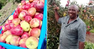 Wambugu Apples: Introduction and Farming Guide