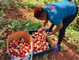 How to Cultivate Grafted Wambugu Apples