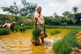 Basic Concepts and the Development of Rural Sociology in Agriculture Basic Concepts and the Development of Rural Sociology in Agriculture