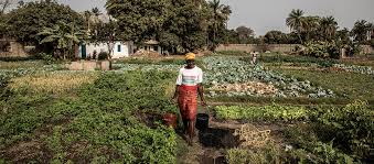 Basic Concepts and the Development of Rural Sociology in Agriculture Basic Concepts and the Development of Rural Sociology in Agriculture