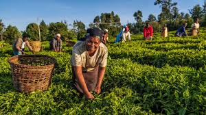 Rural Social Change in Agricultural Communities