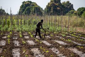 The Concept and Strategies of Rural Development in Agriculture The Concept and Strategies of Rural Development in Agriculture