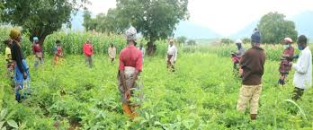 The Concepts of Leader and Leadership in Rural Agricultural Communities The Concepts of Leader and Leadership in Rural Agricultural Communities